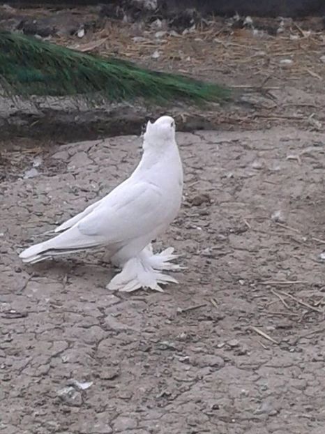 Femela alba complet , doar cate o pana neagra are in fiecare aripa - Matca Uriasi Maghiari 2017