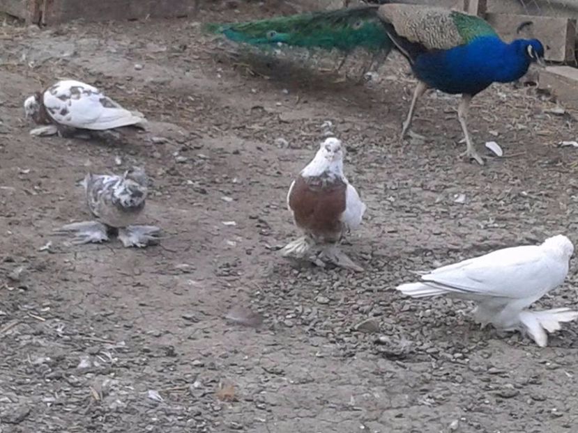 2 masculi 2015 si 2 femele 2016 - Matca Uriasi Maghiari 2017