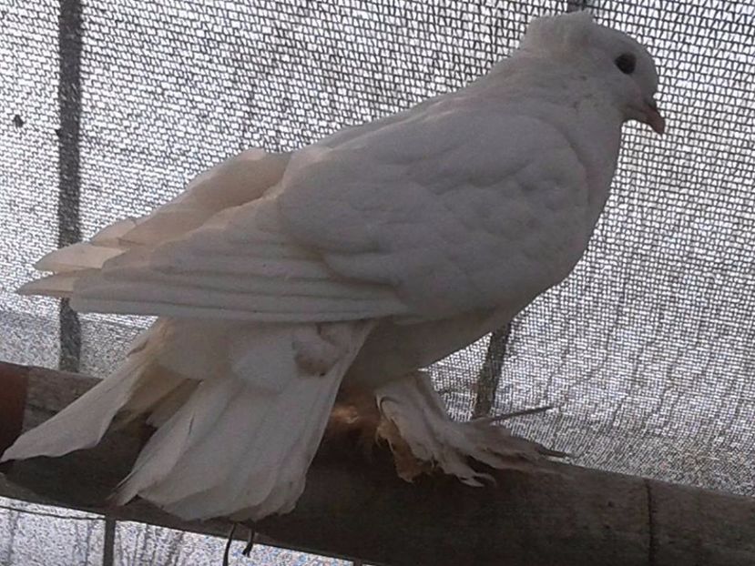 Porumbita alba cu putin rosu in coada - Matca Uriasi Maghiari 2017