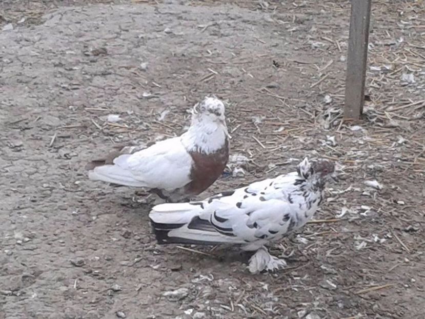  - Matca Uriasi Maghiari 2017