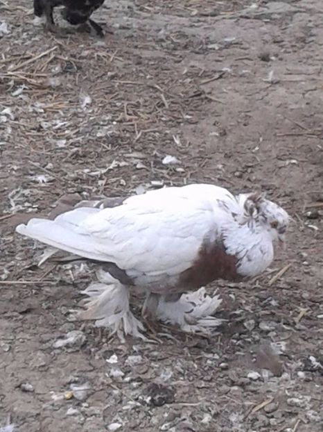 Mascul 2015 - Matca Uriasi Maghiari 2017