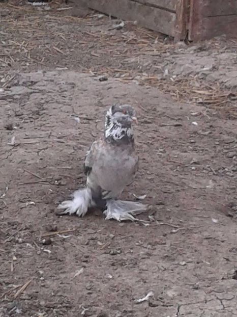  - Matca Uriasi Maghiari 2017