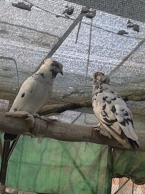  - Matca Uriasi Maghiari 2017