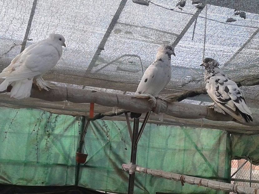  - Matca Uriasi Maghiari 2017