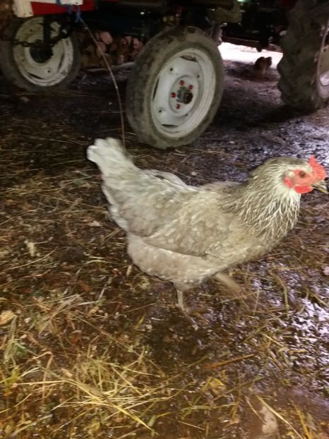  - Pitici si pasari  2016