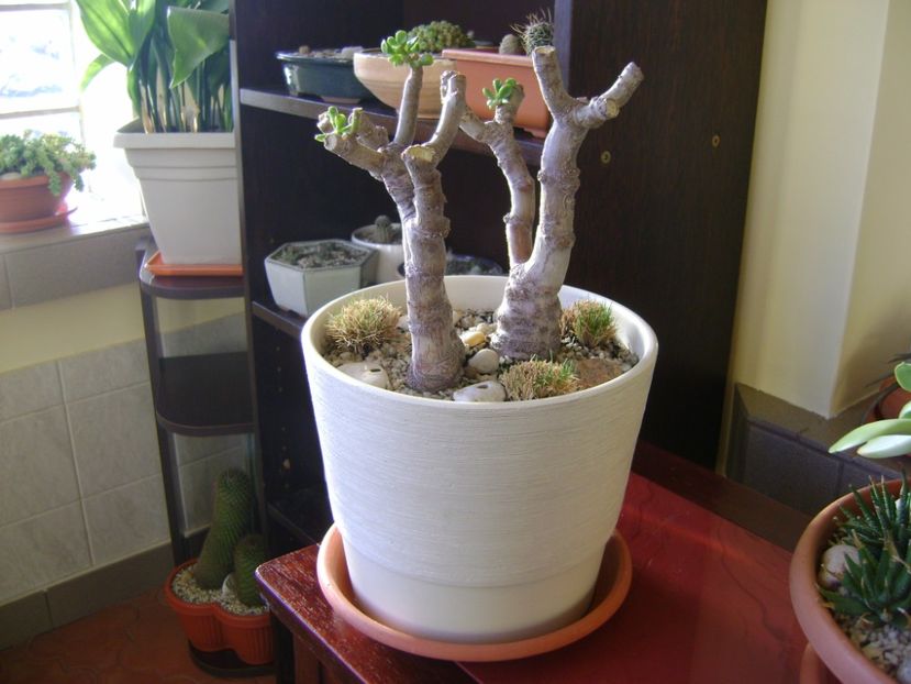 Crassula ovata hobbit, tunsa si frezata - Bonsai si prebonsai 2016-2017