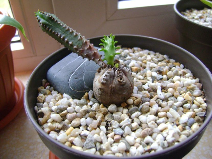 Euphorbia tubiglans - Caudiciforme si bulbi 2017