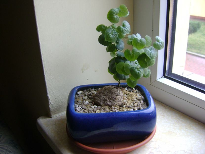 Dioscorea elephantipes - Caudiciforme si bulbi 2017