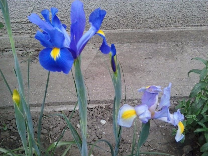 Iris - 2015 in gradina mea