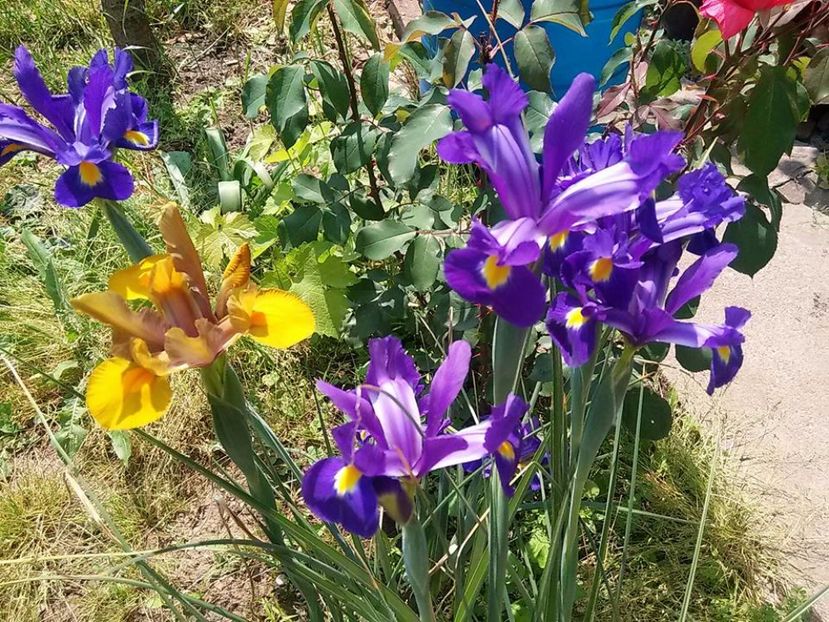 iris1 - 2015 in gradina mea