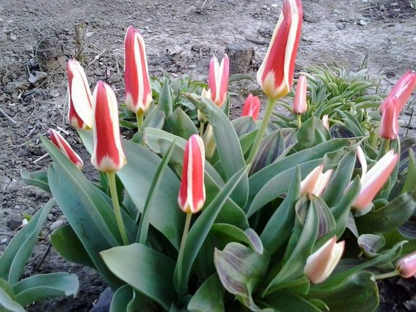 lalele pitice - 2015 in gradina mea