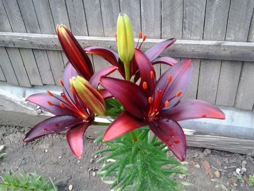 Landini - 2015 in gradina mea