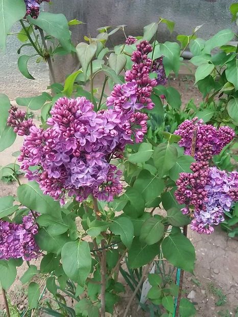 liliac - 2015 in gradina mea