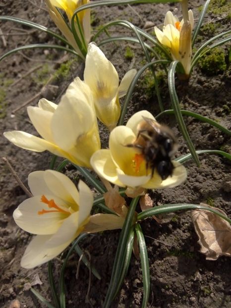 Branduse 2016 - Primavara 2016