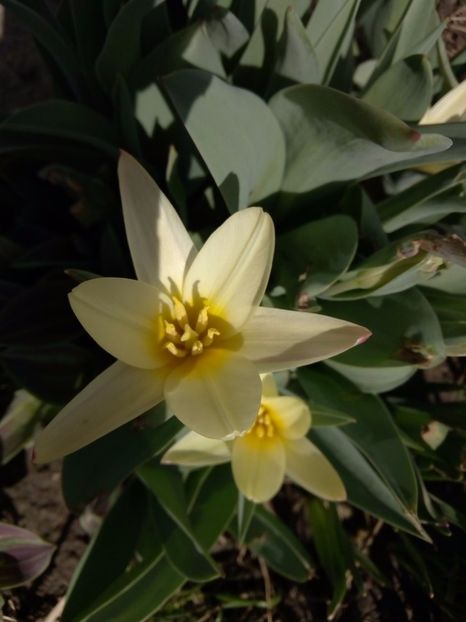 Lalele pitice 2016 - Primavara 2016