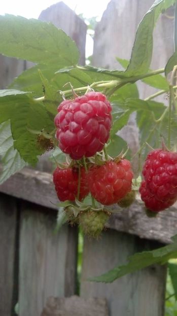 zmeur - Primavara 2016