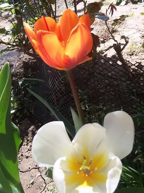 Lalele - Primavara 2016