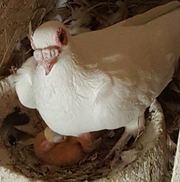  - 23_CARUNCULATI DE ORADEA MATCA-2021