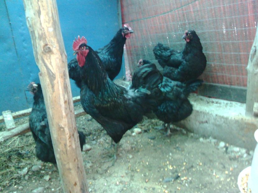  - Jersey geant negru