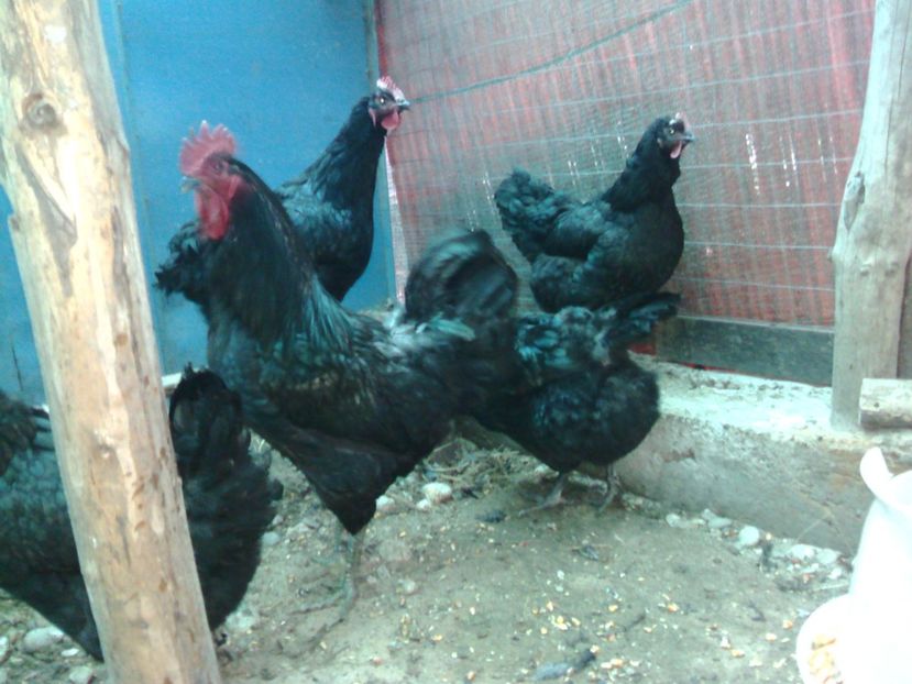  - Jersey geant negru