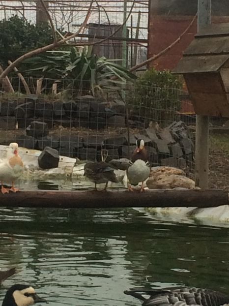  - Mandarine standard