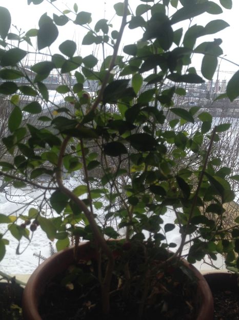 Murraya - Florile mele