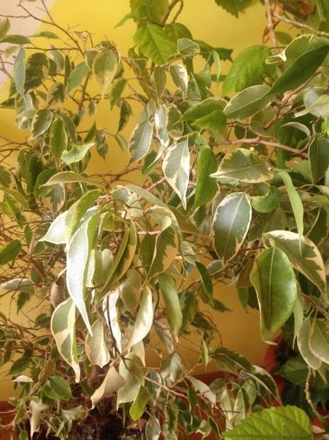 Ficus Benjamin sau smochin plangator - Florile mele
