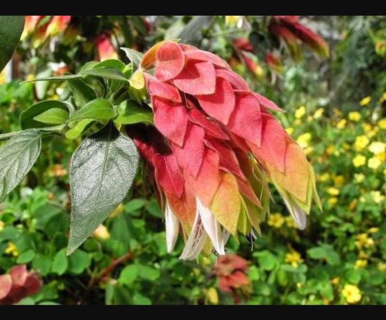 Planta crevete sau beloporone - Florile mele