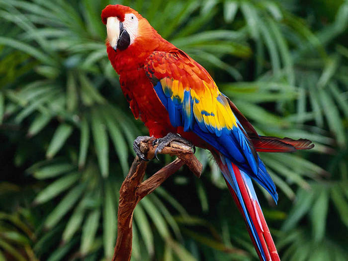 parrot - Papagali