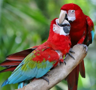 parrots - Papagali