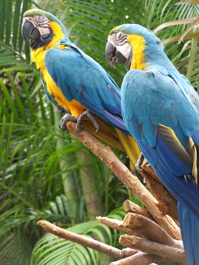 parrots2 - Papagali