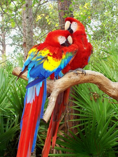 Red-Parrots-775056