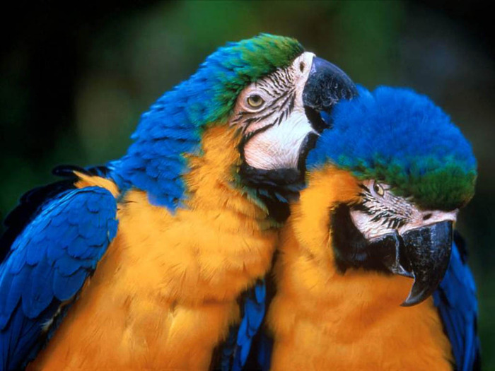 two-parrots - Papagali