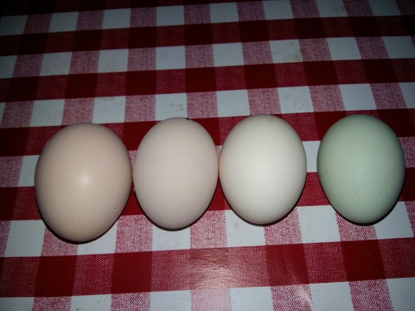 Oua Brahma, Australorp, Wyandotte si Araucana - Pasari