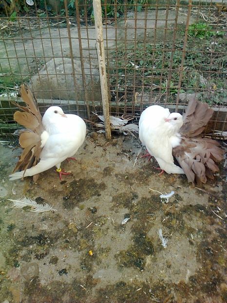 Perechea 2 - B ___ VOLTATI CU COADA ROSIE