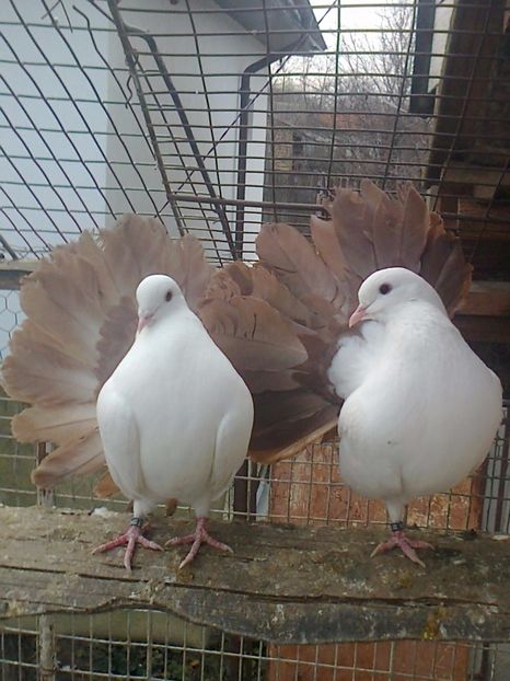 Perechea 3 - B ___ VOLTATI CU COADA ROSIE