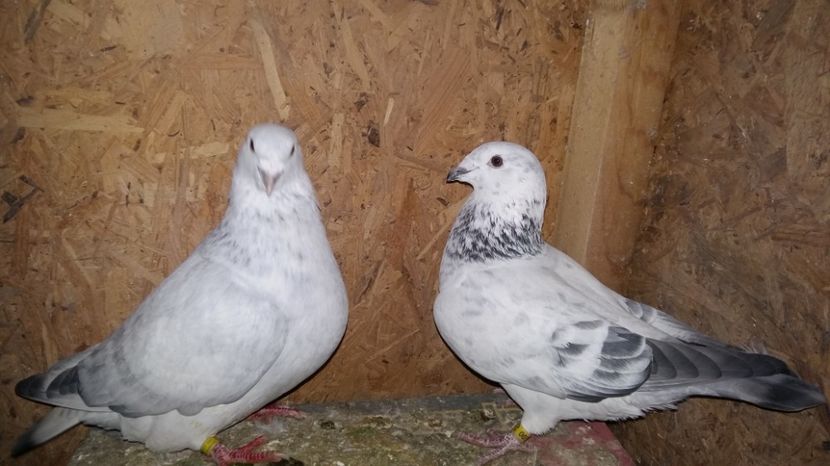  - 1 AAAB PORUMBEI STANDARD 2017