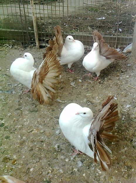 fotografie2583_001 - B ___ VOLTATI CU COADA ROSIE