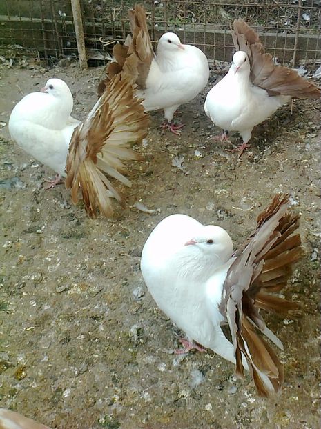 fotografie2583_002 - B ___ VOLTATI CU COADA ROSIE