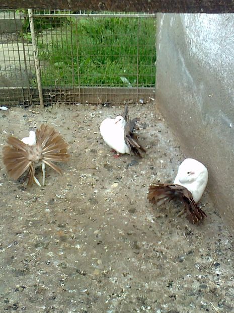 fotografie1829_001 - B ___ VOLTATI CU COADA ROSIE