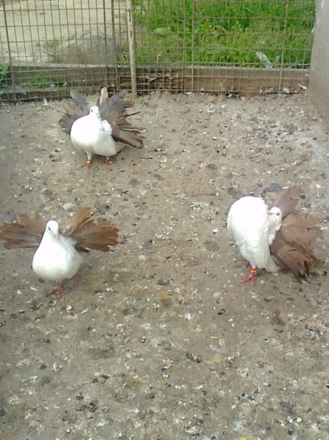 fotografie1830_001 - B ___ VOLTATI CU COADA ROSIE