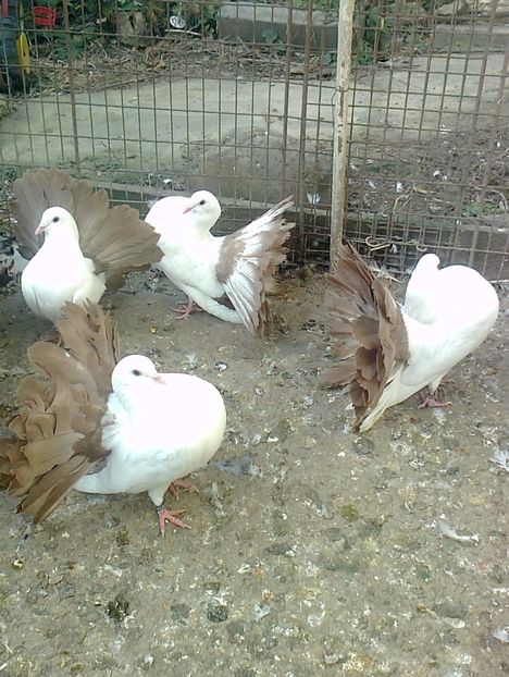 fotografie2584_001_001 - B ___ VOLTATI CU COADA ROSIE