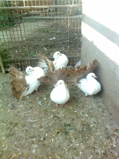 Fotografie2586 - B ___ VOLTATI CU COADA ROSIE