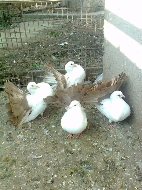 fotografie2586_001 - B ___ VOLTATI CU COADA ROSIE