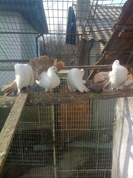 Fotografie2562 - B ___ VOLTATI CU COADA ROSIE