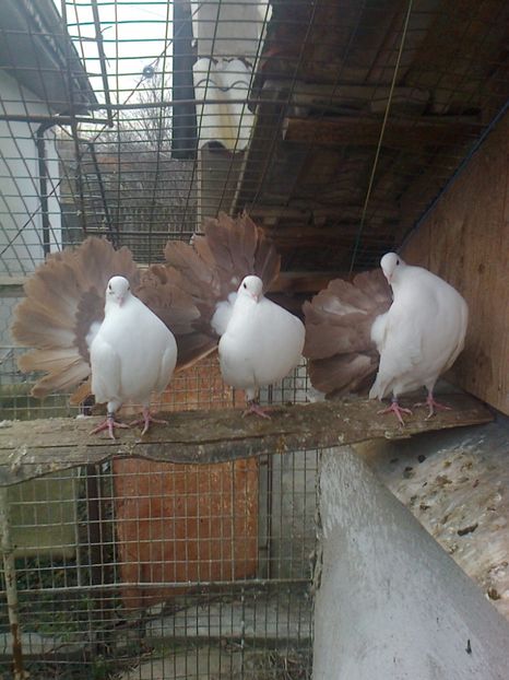 Fotografie2577 - B ___ VOLTATI CU COADA ROSIE