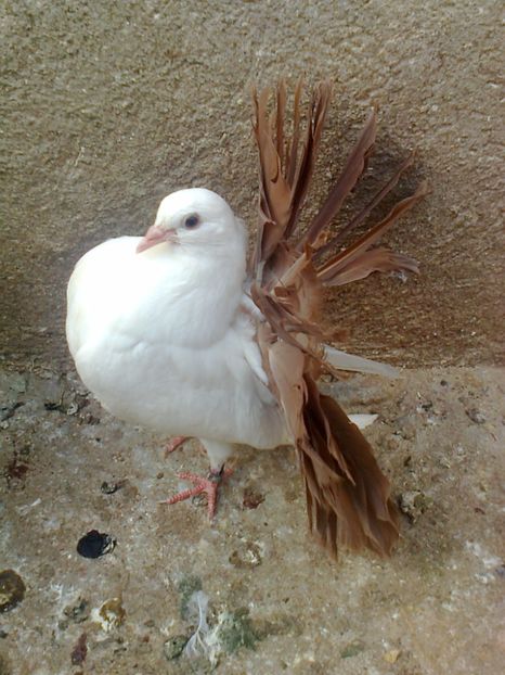 Mascul 3 - 3 --- Masculi