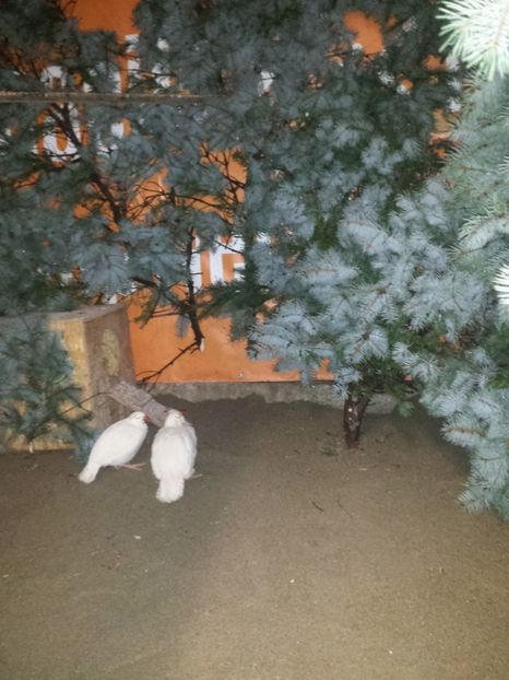  - Potarnichi de stanca albe