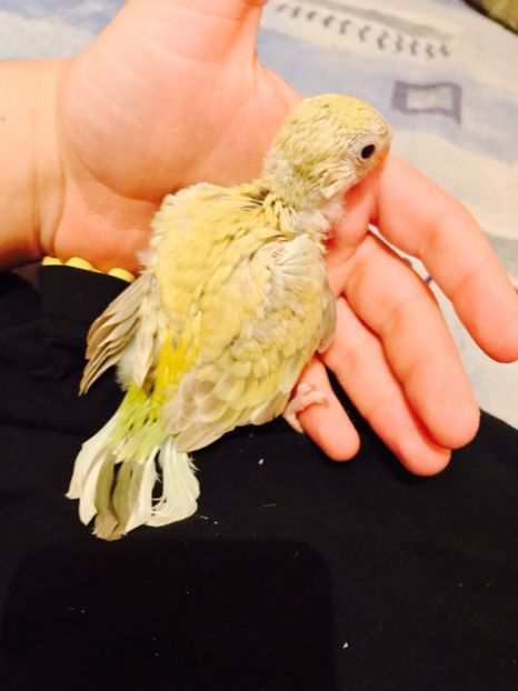  - Pui Cantatori 2017