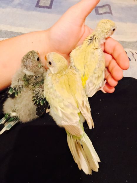  - Pui Cantatori 2017